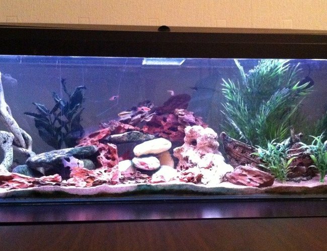 22 gallons freshwater fish tank (mostly fish and non-living decorations) - A 48" x 12" x 18" Freshwater tank that I have owned for just over 8 months now. Standard Daylight lighting on a timer which switches over to moonlight LED blue lights at the night time. Standard Fluval filtration pump and air bubbles.
A New layout for my tank. Wanted to incorporate a rock layout in the centre, Ive tried to achieve it as best as I can. The fish seem to like it. If you have any ideas or suggestions please leave a comment, Thanks for looking. 22 gallons freshwater fish tank (mostly fish and non-living decorations) - A 48" x 12" x 18" Freshwater tank that I have owned for just over 8 months now. Standard Daylight lighting on a timer which switches over to moonlight LED blue lights at the night time. Standard Fluval filtration pump and air bubbles.
A New layout for my tank. Wanted to incorporate a rock layout in the centre, Ive tried to achieve it as best as I can. The fish seem to like it. If you have any ideas or suggestions please leave a comment, Thanks for looking.