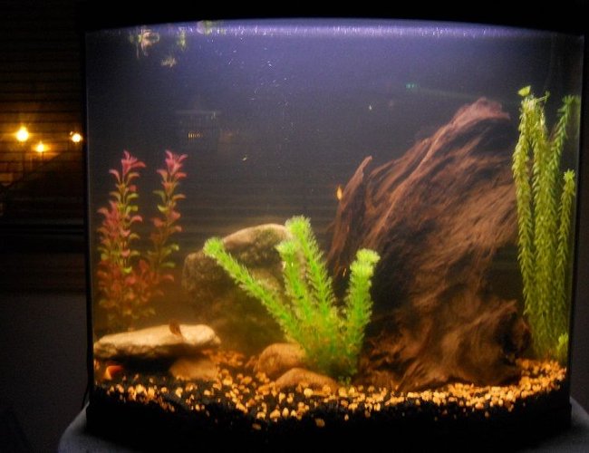 26 gallons freshwater fish tank (mostly fish and non-living decorations) - 26 Gallon Bowfront, 8 Rosy Barbs and 1 Pleco of unknown species (not sailfin) 26 gallons freshwater fish tank (mostly fish and non-living decorations) - 26 Gallon Bowfront, 8 Rosy Barbs and 1 Pleco of unknown species (not sailfin)