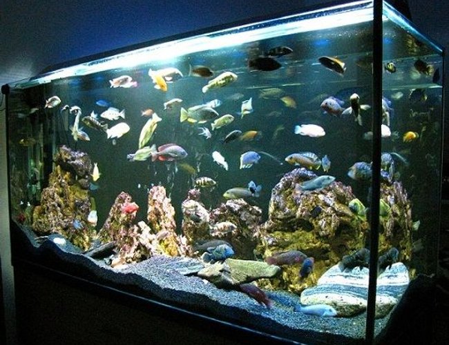 137 gallons freshwater fish tank (mostly fish and non-living decorations) - My beauty - cichlid tank 137 gallons freshwater fish tank (mostly fish and non-living decorations) - My beauty - cichlid tank
