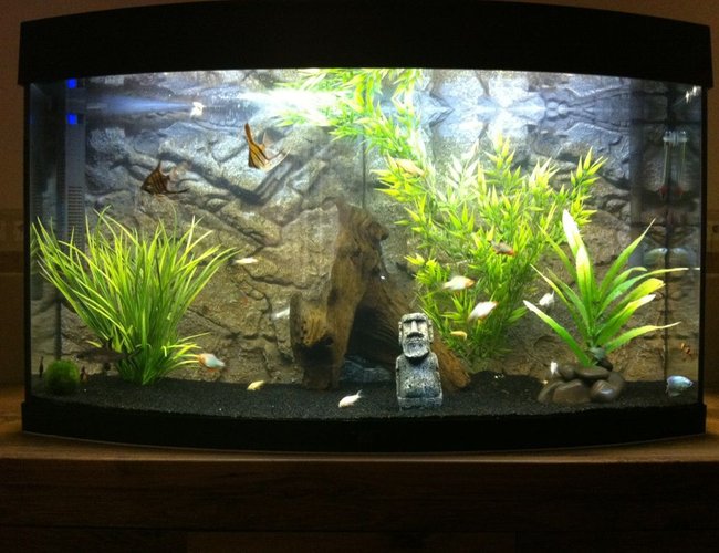 50 gallons freshwater fish tank (mostly fish and non-living decorations) - My Tank 50 gallons freshwater fish tank (mostly fish and non-living decorations) - My Tank