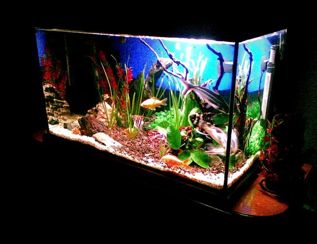 100 gallons freshwater fish tank (mostly fish and non-living decorations) - .... 100 gallons freshwater fish tank (mostly fish and non-living decorations) - ....