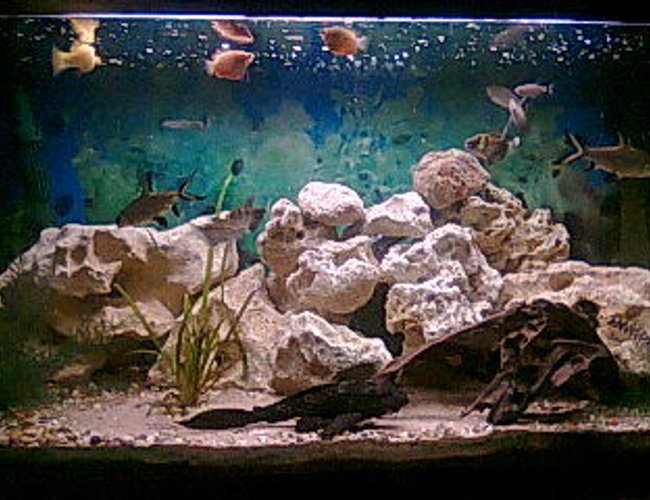 3 gallons freshwater fish tank (mostly fish and non-living decorations) - comeing on nicely 3 gallons freshwater fish tank (mostly fish and non-living decorations) - comeing on nicely
