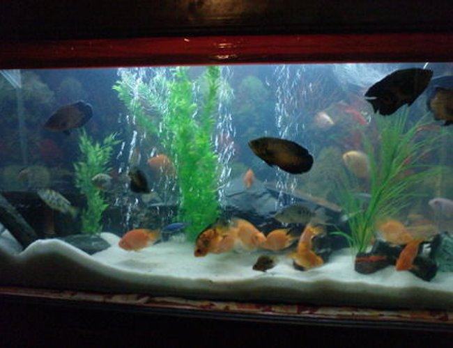 119 gallons freshwater fish tank (mostly fish and non-living decorations) - Predators tank with lovely setup. 119 gallons freshwater fish tank (mostly fish and non-living decorations) - Predators tank with lovely setup.