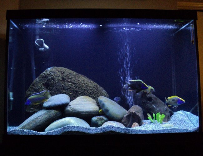 65 gallons freshwater fish tank (mostly fish and non-living decorations) - trying the live plant route, my Acci sends his compliments to the chef. 65 gallons freshwater fish tank (mostly fish and non-living decorations) - trying the live plant route, my Acci sends his compliments to the chef.