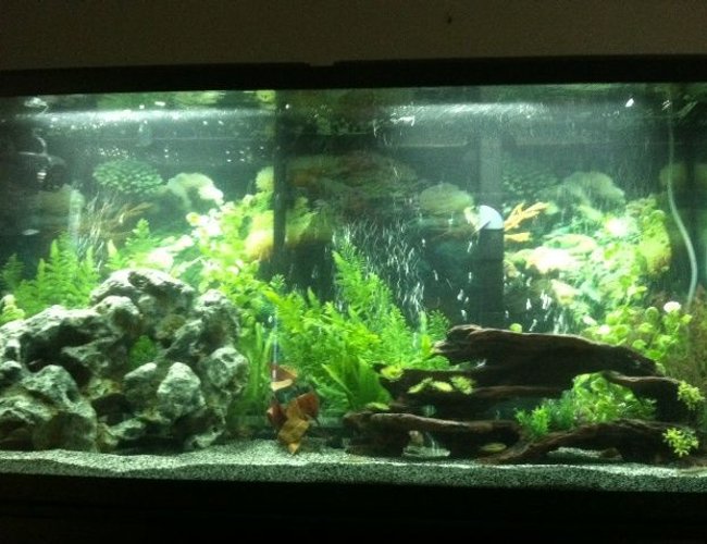 60 gallons freshwater fish tank (mostly fish and non-living decorations) - I just set up my first tank, it is for Cichlids. I did the best with what I could afford. 60 gallons freshwater fish tank (mostly fish and non-living decorations) - I just set up my first tank, it is for Cichlids. I did the best with what I could afford.