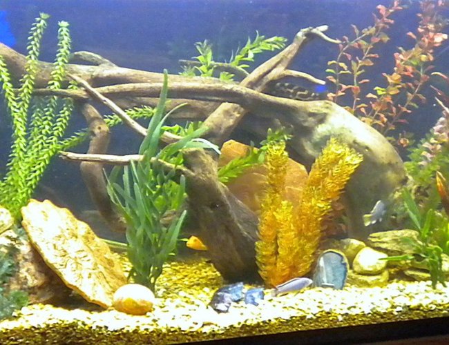 120 gallons freshwater fish tank (mostly fish and non-living decorations) - my 120 five months old. 120 gallons freshwater fish tank (mostly fish and non-living decorations) - my 120 five months old.