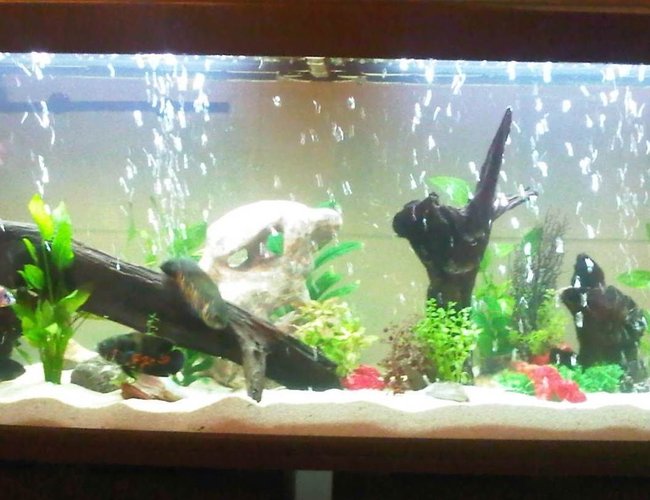 68 gallons freshwater fish tank (mostly fish and non-living decorations) - ---- 68 gallons freshwater fish tank (mostly fish and non-living decorations) - ----