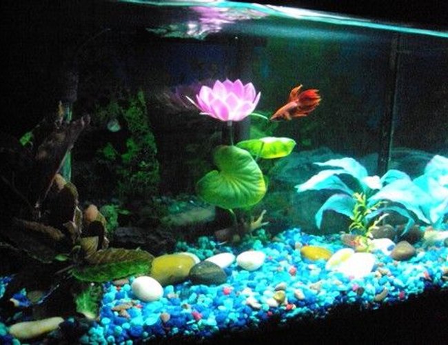 25 gallons freshwater fish tank (mostly fish and non-living decorations) - Elliot's 5 gallon tank 25 gallons freshwater fish tank (mostly fish and non-living decorations) - Elliot's 5 gallon tank