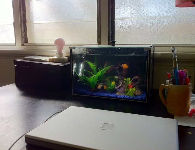 4 gallons freshwater fish tank (mostly fish and non-living decorations) - 3 balloon mollies keeping me company during the last 6 months of writing my PhD thesis. Their names are officer 'smitty' mcclusky (white/pink), the 'situation' (patchy yellow and orange), and jamaal (black with blue speckles). These divas need brackish water and lots of maintenance. Bigs ups to my 3 little distractions. 4 gallons freshwater fish tank (mostly fish and non-living decorations) - 3 balloon mollies keeping me company during the last 6 months of writing my PhD thesis. Their names are officer 'smitty' mcclusky (white/pink), the 'situation' (patchy yellow and orange), and jamaal (black with blue speckles). These divas need brackish water and lots of maintenance. Bigs ups to my 3 little distractions.