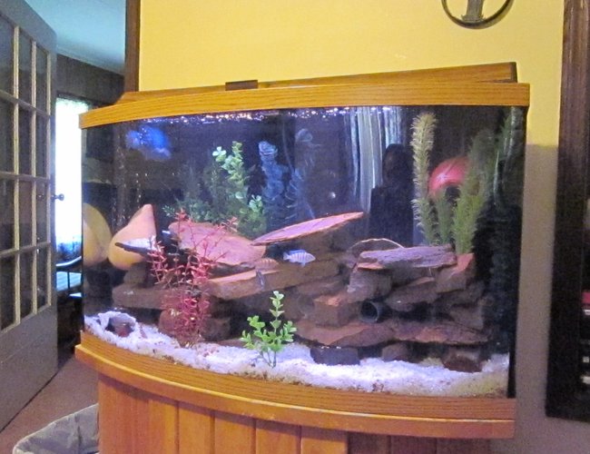 46 gallons freshwater fish tank (mostly fish and non-living decorations) - My African Cichlid tank 46 Bow Front - Moving to 125 Gallon tank soon. 8 cichlids 46 gallons freshwater fish tank (mostly fish and non-living decorations) - My African Cichlid tank 46 Bow Front - Moving to 125 Gallon tank soon. 8 cichlids