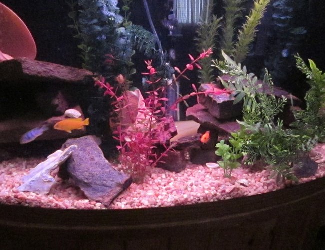 46 gallons freshwater fish tank (mostly fish and non-living decorations) - My boys 46 gallons freshwater fish tank (mostly fish and non-living decorations) - My boys