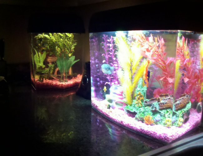 120 gallons freshwater fish tank (mostly fish and non-living decorations) - Countertop 120 gallons freshwater fish tank (mostly fish and non-living decorations) - Countertop