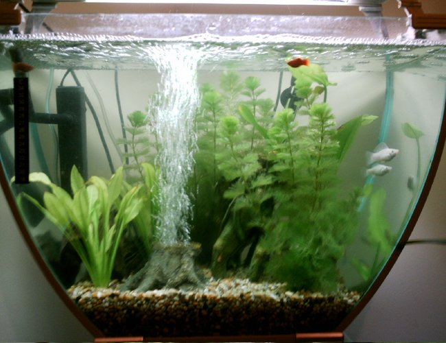 16 gallons freshwater fish tank (mostly fish and non-living decorations) - My 1st tank....Please rate :-) 16 gallons freshwater fish tank (mostly fish and non-living decorations) - My 1st tank....Please rate :-)