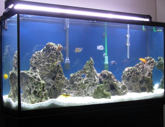 60 gallons freshwater fish tank (mostly fish and non-living decorations) - African Cichlid 1st set up. 60 gallons freshwater fish tank (mostly fish and non-living decorations) - African Cichlid 1st set up.