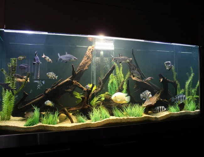 245 gallons freshwater fish tank (mostly fish and non-living decorations) - cichlid tank! 245 gallons freshwater fish tank (mostly fish and non-living decorations) - cichlid tank!