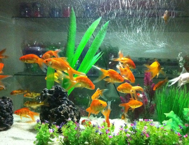 60 gallons freshwater fish tank (mostly fish and non-living decorations) - gold 60 gallons freshwater fish tank (mostly fish and non-living decorations) - gold