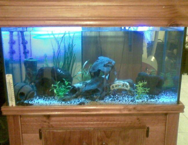 50 gallons freshwater fish tank (mostly fish and non-living decorations) - My fish love to hide there are fish in there.... Really! 50 gallons freshwater fish tank (mostly fish and non-living decorations) - My fish love to hide there are fish in there.... Really!