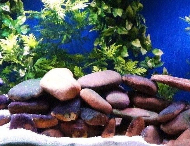 125 gallons freshwater fish tank (mostly fish and non-living decorations) - 125g 125 gallons freshwater fish tank (mostly fish and non-living decorations) - 125g