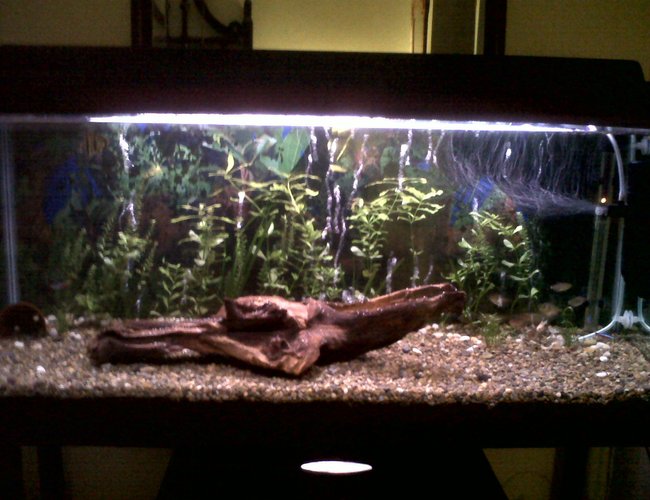25 gallons freshwater fish tank (mostly fish and non-living decorations) - My 3foot fish tank 25 gallons freshwater fish tank (mostly fish and non-living decorations) - My 3foot fish tank