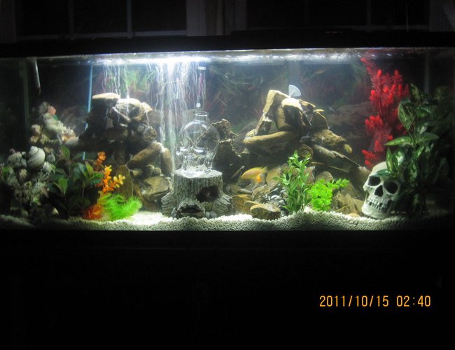 65 gallons freshwater fish tank (mostly fish and non-living decorations) - my first African Cichlid setup.
the rock structures were made using slate and aquarium silicone to hold them together. 65 gallons freshwater fish tank (mostly fish and non-living decorations) - my first African Cichlid setup.
the rock structures were made using slate and aquarium silicone to hold them together.