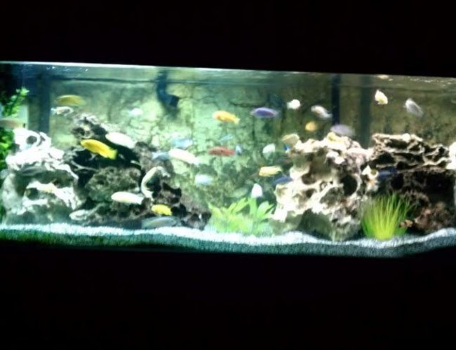 100 gallons freshwater fish tank (mostly fish and non-living decorations) - 100 gallon african cichlid mbuna tank 100 gallons freshwater fish tank (mostly fish and non-living decorations) - 100 gallon african cichlid mbuna tank