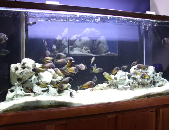 125 gallons freshwater fish tank (mostly fish and non-living decorations) - 125 gallon with WC Trophs 125 gallons freshwater fish tank (mostly fish and non-living decorations) - 125 gallon with WC Trophs