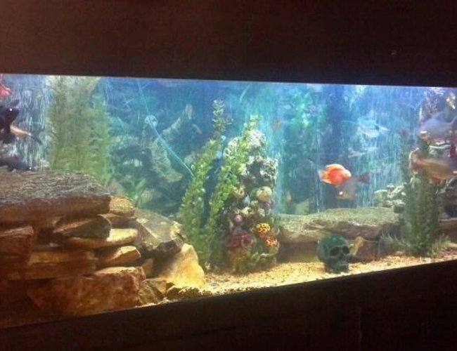 100 gallons freshwater fish tank (mostly fish and non-living decorations) - My 100 gallon fresh water fish tank. I made lots of caves and hiding spots. 100 gallons freshwater fish tank (mostly fish and non-living decorations) - My 100 gallon fresh water fish tank. I made lots of caves and hiding spots.