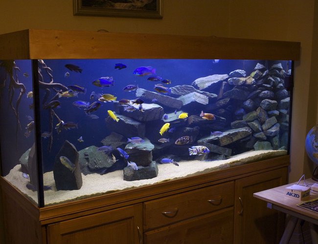 250 gallons freshwater fish tank (mostly fish and non-living decorations) - 800L Malawi Mbuna setup 250 gallons freshwater fish tank (mostly fish and non-living decorations) - 800L Malawi Mbuna setup
