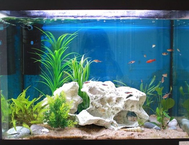 24 gallons freshwater fish tank (mostly fish and non-living decorations) - Fluval 90litres.
Cherry barb, Harelquin rasbora and lambchop, cardinal and wild neon tetra. Rosy and black phantom tetra. 24 gallons freshwater fish tank (mostly fish and non-living decorations) - Fluval 90litres.
Cherry barb, Harelquin rasbora and lambchop, cardinal and wild neon tetra. Rosy and black phantom tetra.