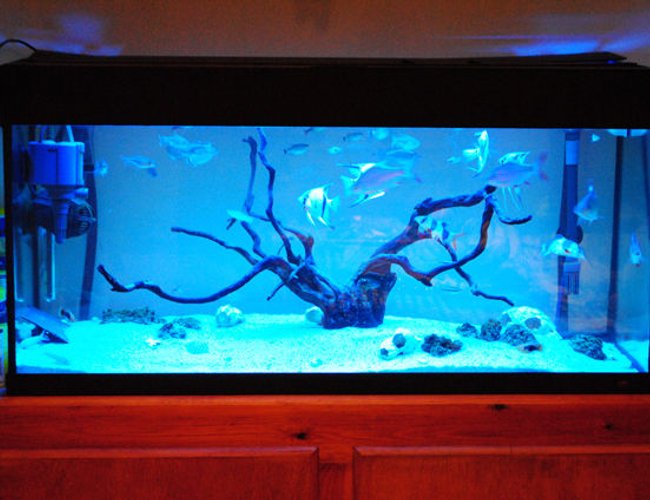 44 gallons freshwater fish tank (mostly fish and non-living decorations) - MY TANK, BEEN RUNNINF FOR OVER 12 MONTHS NOW. 44 gallons freshwater fish tank (mostly fish and non-living decorations) - MY TANK, BEEN RUNNINF FOR OVER 12 MONTHS NOW.