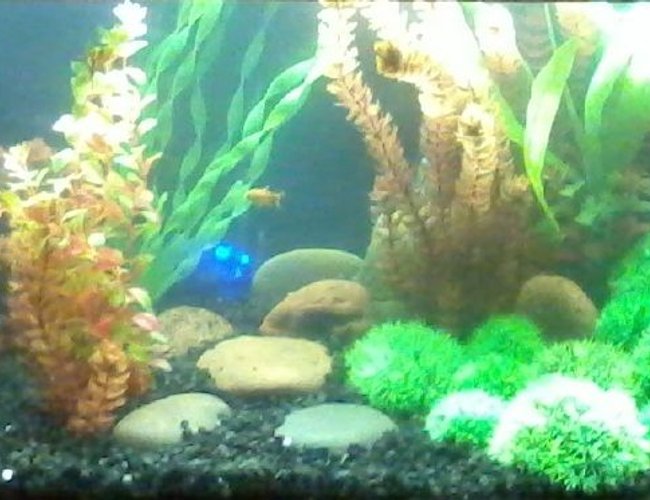 60 gallons freshwater fish tank (mostly fish and non-living decorations) - the tank 60 gallons freshwater fish tank (mostly fish and non-living decorations) - the tank