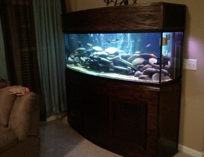 155 gallons freshwater fish tank (mostly fish and non-living decorations) - 155gal Bow Front-Custom built stand and canopy 155 gallons freshwater fish tank (mostly fish and non-living decorations) - 155gal Bow Front-Custom built stand and canopy