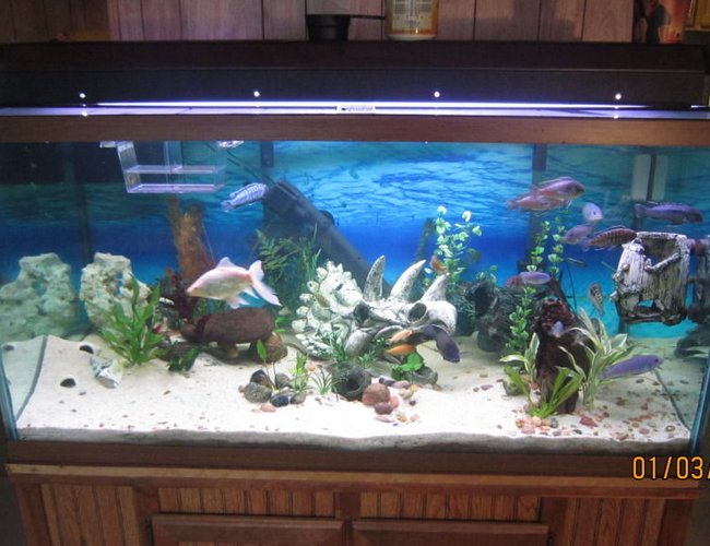 120 gallons freshwater fish tank (mostly fish and non-living decorations) - 120g FW Cichlid tank. 120 gallons freshwater fish tank (mostly fish and non-living decorations) - 120g FW Cichlid tank.