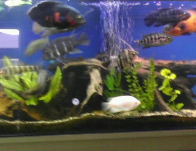 240 gallons freshwater fish tank (mostly fish and non-living decorations) - Sorry for the bad pic, aquarium made by tru view stand custom made by seahorse aquarium in Portland, Oregon I made the hood myself, I love the driftwood look so I have alot of driftwood, got the sand from an aquarium shop that was going out of business,( about 250-300 lbs of sand) 240 gallons freshwater fish tank (mostly fish and non-living decorations) - Sorry for the bad pic, aquarium made by tru view stand custom made by seahorse aquarium in Portland, Oregon I made the hood myself, I love the driftwood look so I have alot of driftwood, got the sand from an aquarium shop that was going out of business,( about 250-300 lbs of sand)