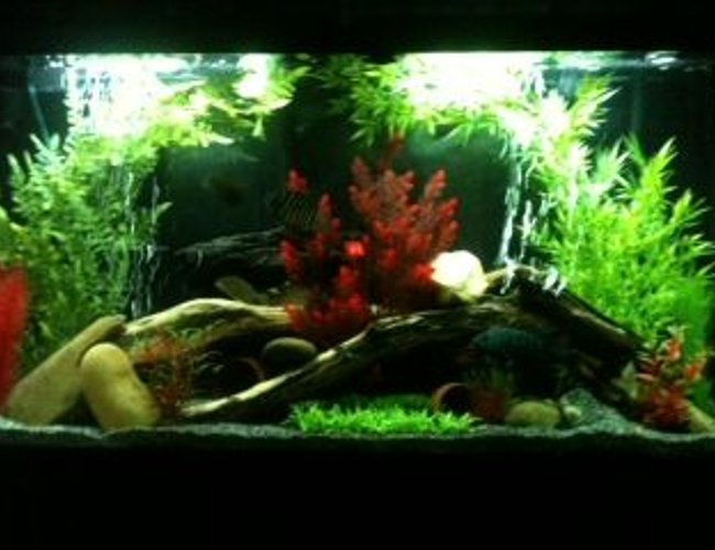 65 gallons freshwater fish tank (mostly fish and non-living decorations) - Amazon Biotope 65 gallons freshwater fish tank (mostly fish and non-living decorations) - Amazon Biotope