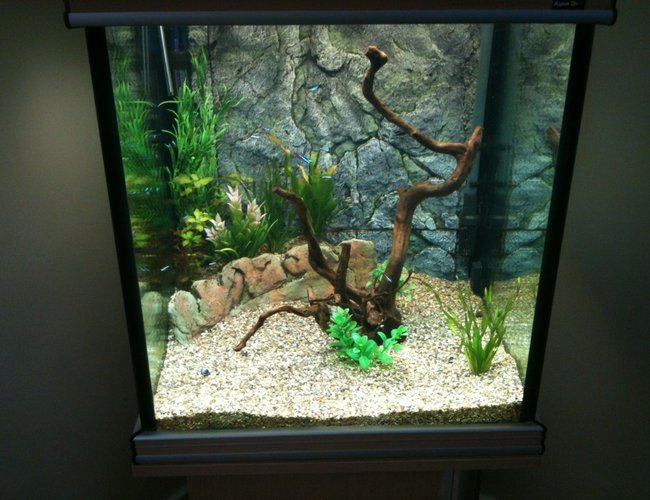 43 gallons freshwater fish tank (mostly fish and non-living decorations) - 2nd attempt 43 gallons freshwater fish tank (mostly fish and non-living decorations) - 2nd attempt