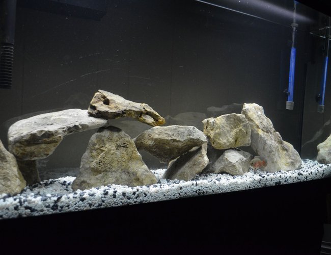 60 gallons freshwater fish tank (mostly fish and non-living decorations) - 60 gal. tank 60 gallons freshwater fish tank (mostly fish and non-living decorations) - 60 gal. tank