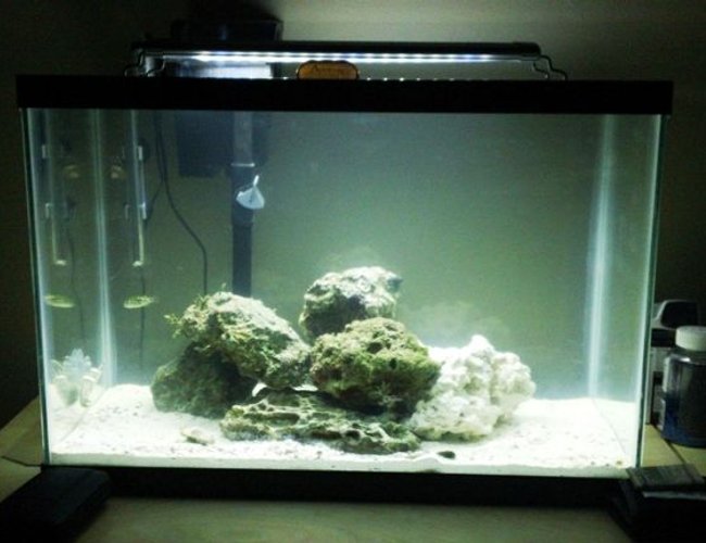 57 gallons freshwater fish tank (mostly fish and non-living decorations) - Turned my freshwater tank into a saltwater for my Green Spotted Puffer. 57 gallons freshwater fish tank (mostly fish and non-living decorations) - Turned my freshwater tank into a saltwater for my Green Spotted Puffer.