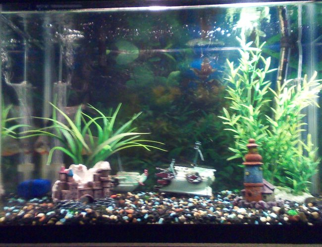 40 gallons freshwater fish tank (mostly fish and non-living decorations) - New tank 40 gallons freshwater fish tank (mostly fish and non-living decorations) - New tank
