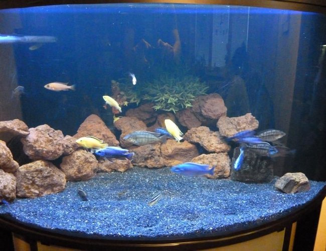 100 gallons freshwater fish tank (mostly fish and non-living decorations) - Lake Malawi cichlids tank 100 gallons freshwater fish tank (mostly fish and non-living decorations) - Lake Malawi cichlids tank