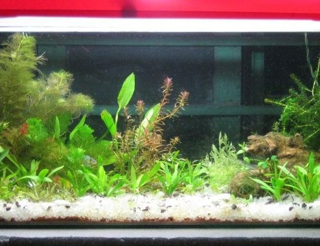 25 gallons freshwater fish tank (mostly fish and non-living decorations) - This is my 1st tank...I am just new in this hobby 25 gallons freshwater fish tank (mostly fish and non-living decorations) - This is my 1st tank...I am just new in this hobby