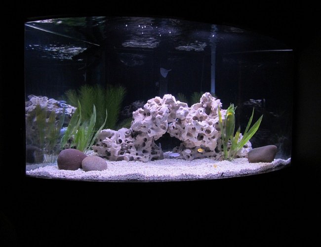 70 gallons freshwater fish tank (mostly fish and non-living decorations) - NEW AFRICAN CICHLID SETUP 70 gallons freshwater fish tank (mostly fish and non-living decorations) - NEW AFRICAN CICHLID SETUP