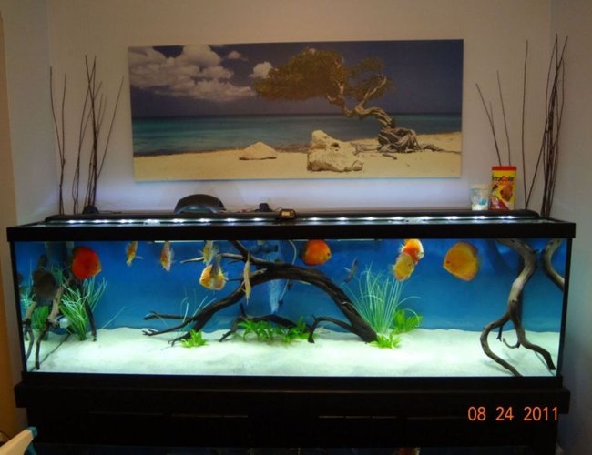 125 gallons freshwater fish tank (mostly fish and non-living decorations) 125 gallons freshwater fish tank (mostly fish and non-living decorations)