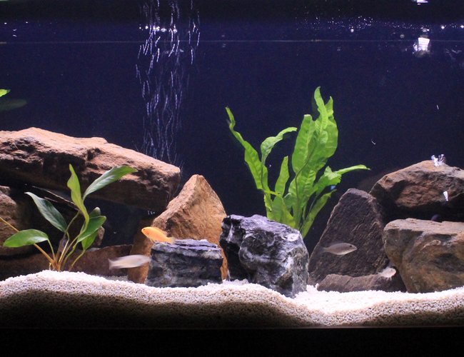 50 gallons freshwater fish tank (mostly fish and non-living decorations) - March's Malawi Tank 50 gallons freshwater fish tank (mostly fish and non-living decorations) - March's Malawi Tank