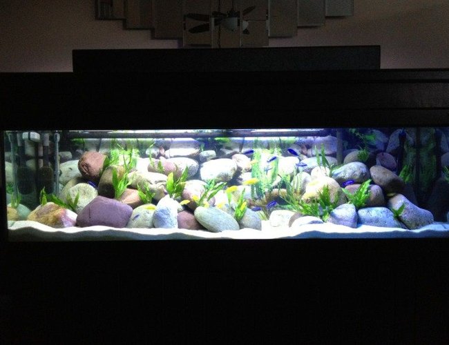 125 gallons freshwater fish tank (mostly fish and non-living decorations) - 125 Gallon Malawi Cichlid tank. Yellow Labs, Acei, Demasoni's, and a OB Peacock. 125 gallons freshwater fish tank (mostly fish and non-living decorations) - 125 Gallon Malawi Cichlid tank. Yellow Labs, Acei, Demasoni's, and a OB Peacock.