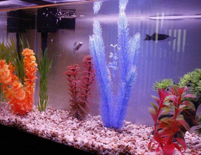 10 gallons freshwater fish tank (mostly fish and non-living decorations) - My first freshwater tank (10 Gallon) with two starting fish and an assortment of a few decorations! 10 gallons freshwater fish tank (mostly fish and non-living decorations) - My first freshwater tank (10 Gallon) with two starting fish and an assortment of a few decorations!