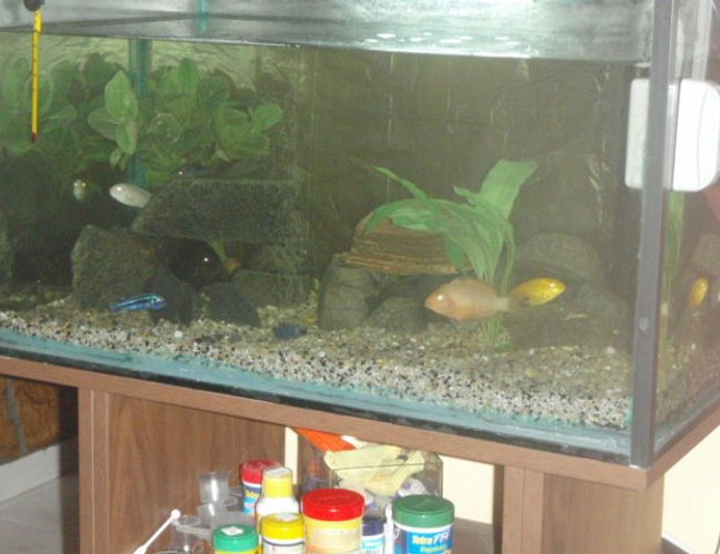 112 gallons freshwater fish tank (mostly fish and non-living decorations) - afrrican cichlid tank 112 gallons freshwater fish tank (mostly fish and non-living decorations) - afrrican cichlid tank
