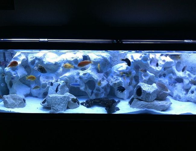 125 gallons freshwater fish tank (mostly fish and non-living decorations) - 125Gal African Cichlid Tank 125 gallons freshwater fish tank (mostly fish and non-living decorations) - 125Gal African Cichlid Tank