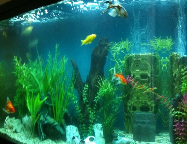 125 gallons freshwater fish tank (mostly fish and non-living decorations) - My 3ft by 2ft tank 125 gallons freshwater fish tank (mostly fish and non-living decorations) - My 3ft by 2ft tank