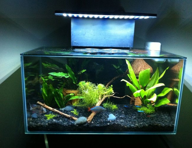 6 gallons freshwater fish tank (mostly fish and non-living decorations) - Fluval edge After Led Mod 6 gallons freshwater fish tank (mostly fish and non-living decorations) - Fluval edge After Led Mod
